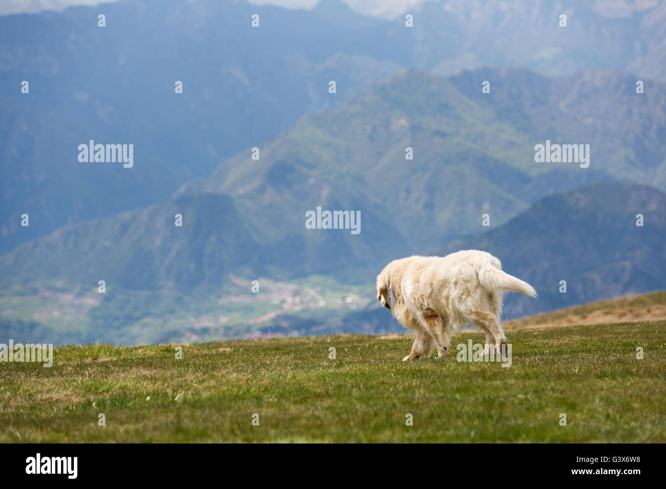 Hund züchten Labrador zu Fuß auf der Wiese in den Dolomiten Stockfoto