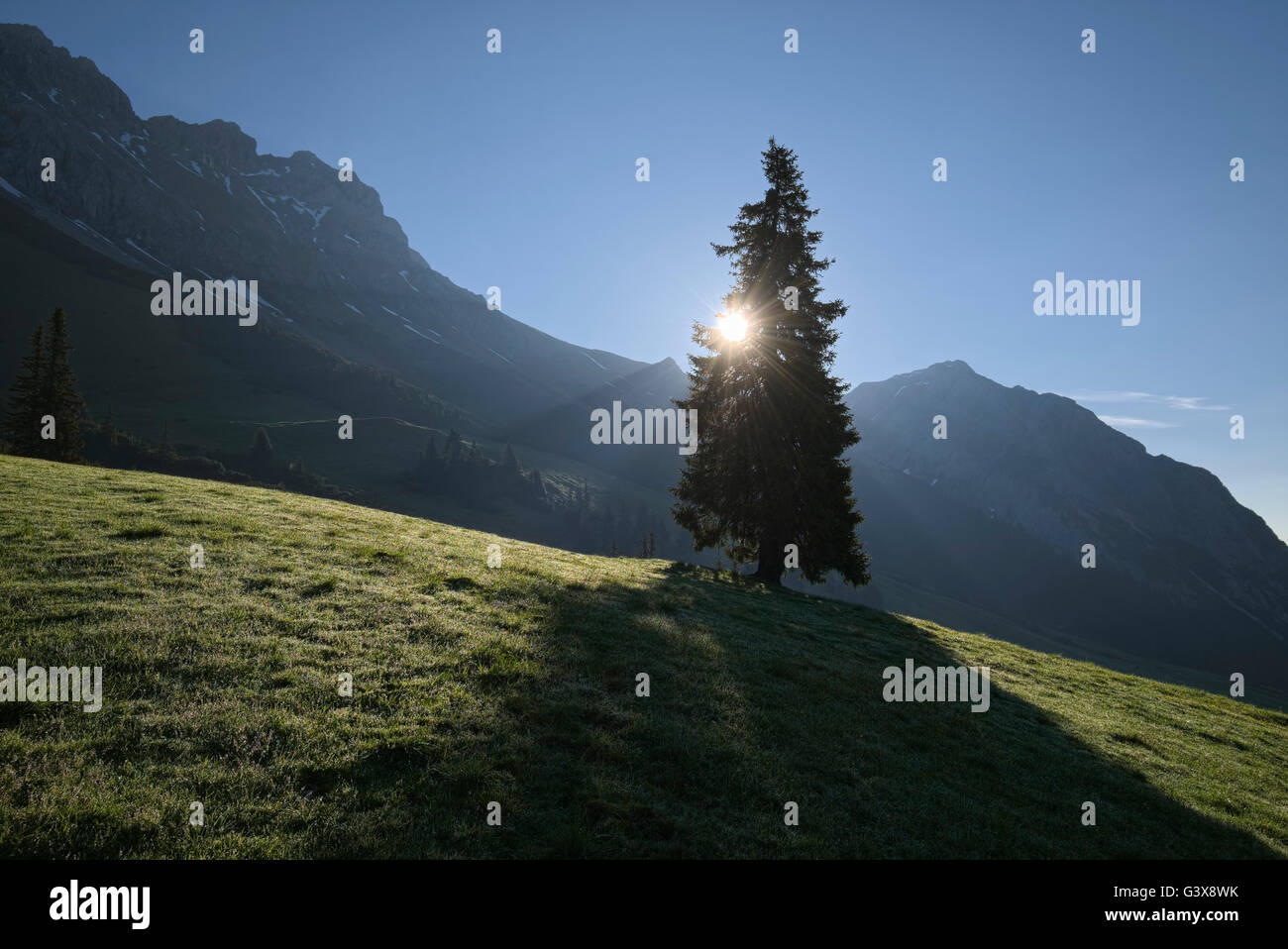 Sunrise Hintergrundbeleuchtung hinter einem Nadelbaum-Baum in den Bergen rund um Ehrwald Alm, Tirol, Österreich Stockfoto