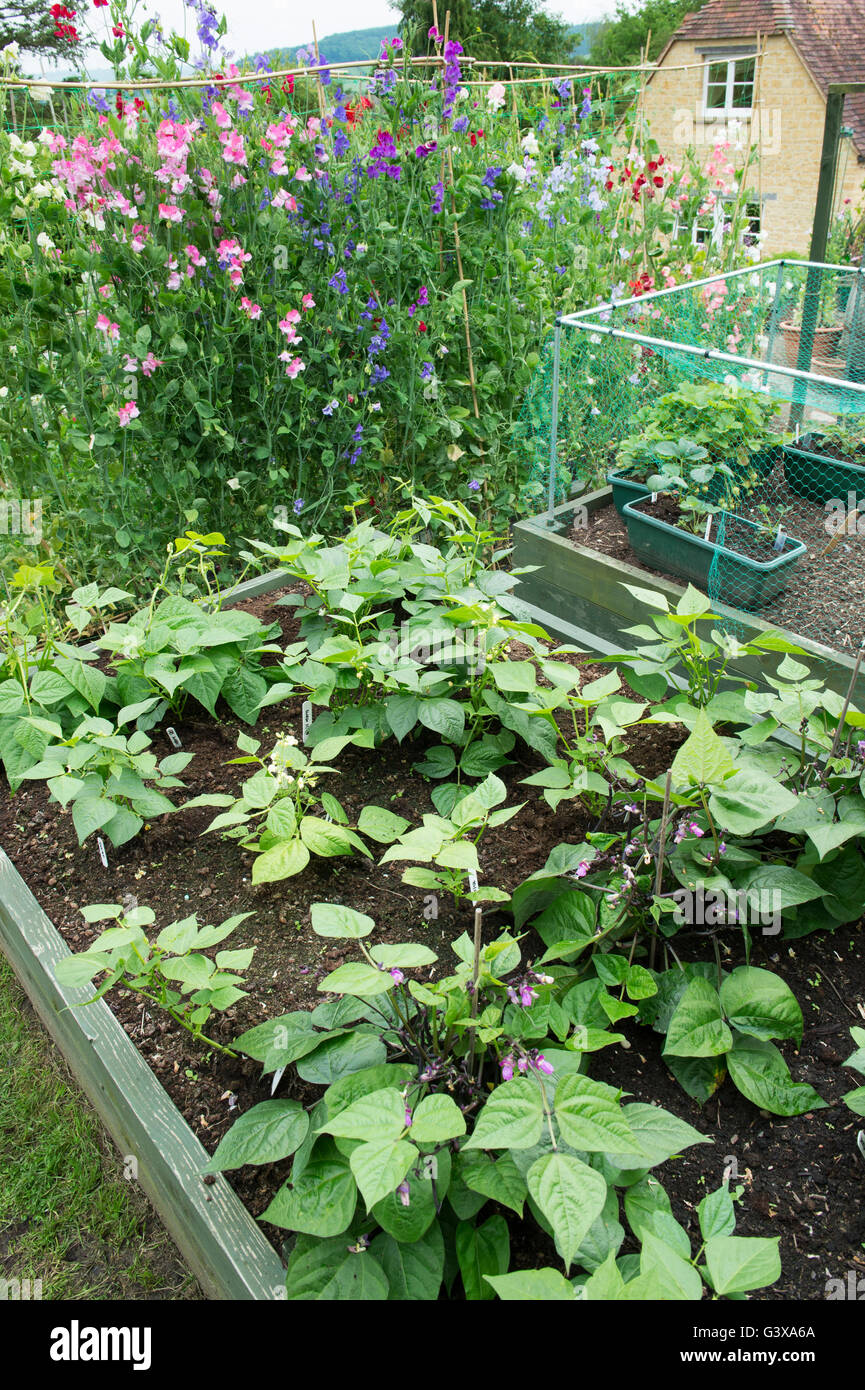 Gemüse-Hochbeeten in einem englischen Cottage-Garten. Ashton unter Hill, Wychavon, Worcestershire, England Stockfoto
