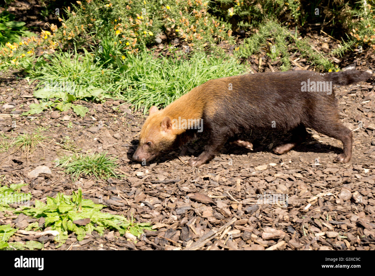 Busch, Hund auf Nahrungssuche Stockfoto