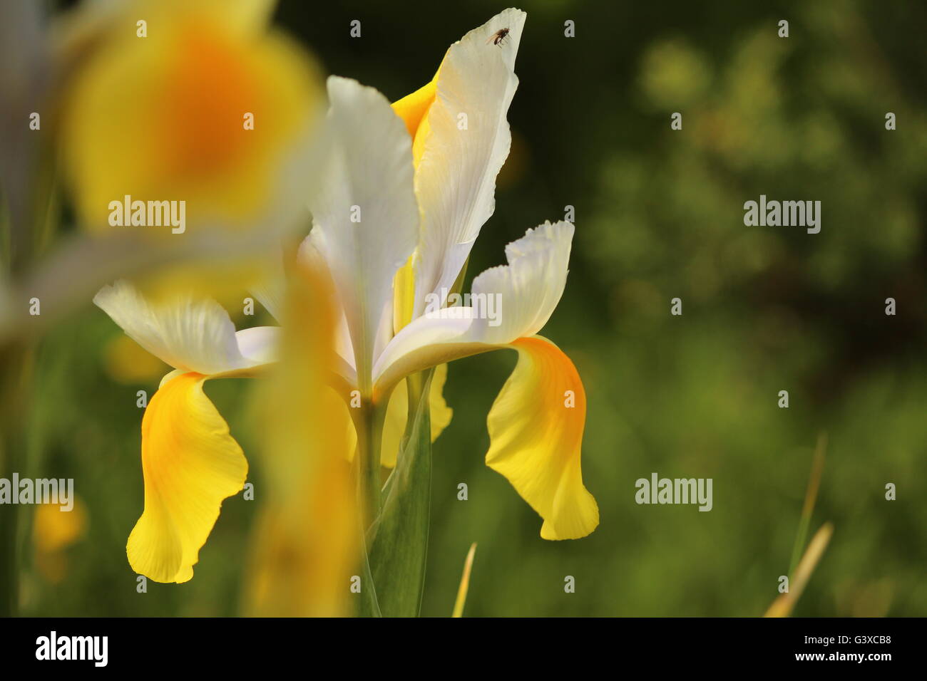 Gelbe Iris Blume in seine Umgebung konzentrieren, Toskana Italien Stockfoto
