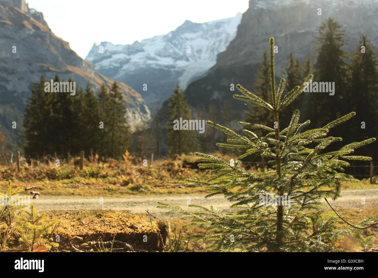 Zirbe alpen -Fotos und -Bildmaterial in hoher Auflösung – Alamy