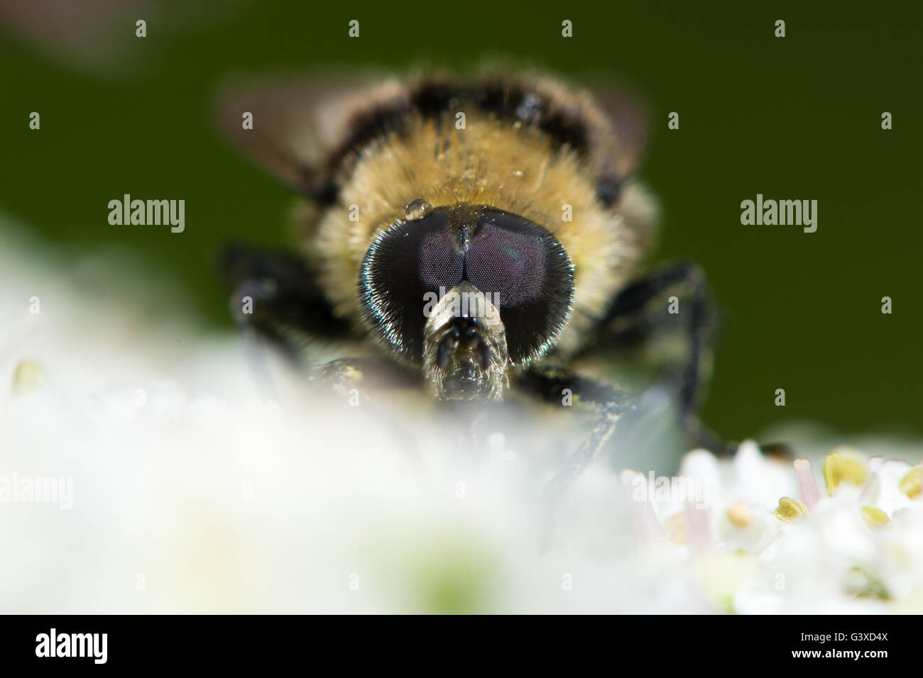 Volucella Bombylans Var Plumata Hoverfly. Facettenaugen der Hummel Mimik in der Familie Syrphidae, Nectaring auf Bärenklau Stockfoto