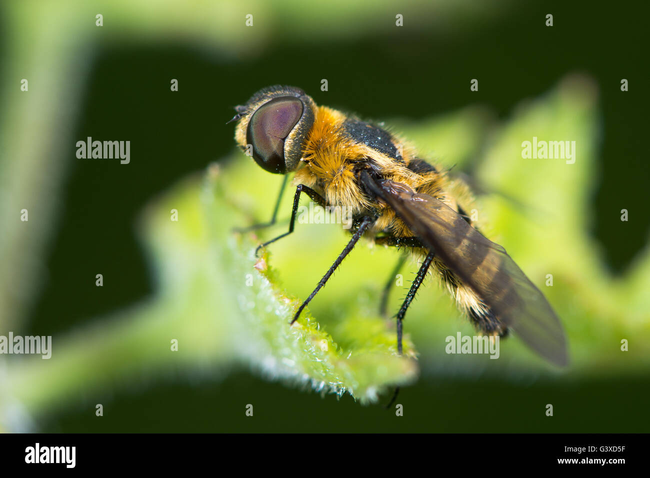Downland Villa (Villa Cingulata) Biene-Fly im Profil. Knappen Biene Mimik in der Familie Bombylidae, Haar und Facettenaugen zeigen Stockfoto