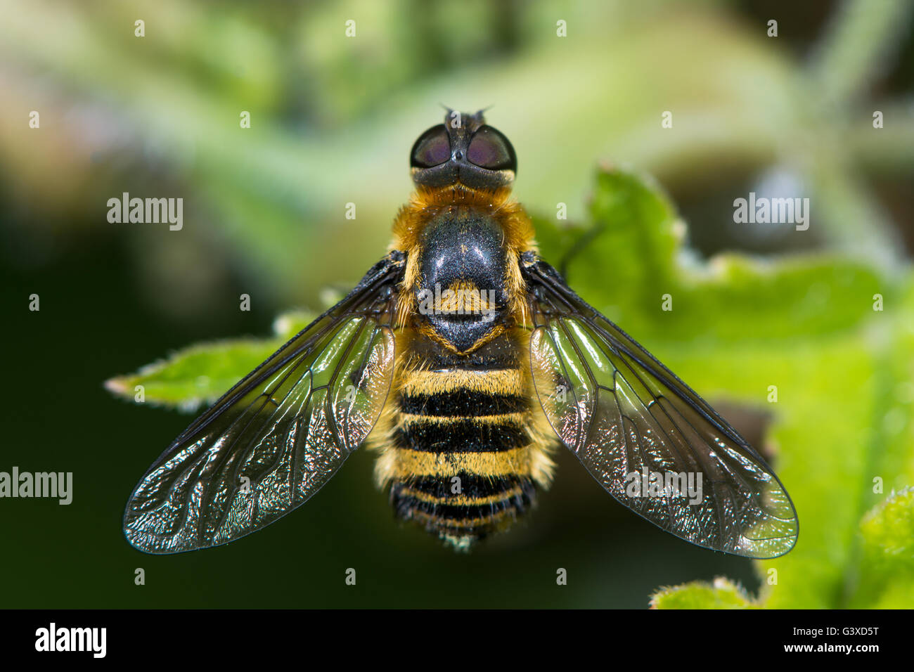 Downland Villa (Villa Cingulata) Biene-Fly von oben. Knappen Biene Mimik in der Familie Bombylidae, Haar und Facettenaugen zeigen Stockfoto