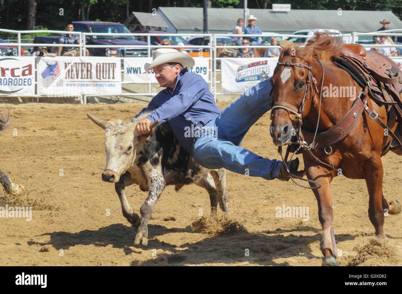 Ein Rodeo Cowboy von seinem Pferd zu einem Steer fangen Tauchen Stockfoto