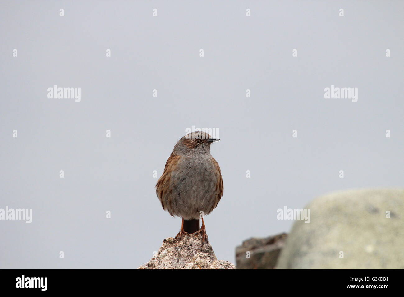 Prunella Modularis, bekannt als der Heckenbraunelle (Hedge Sparrow oder Hedge beobachtet oder Hedge-Grasmücke). Stockfoto