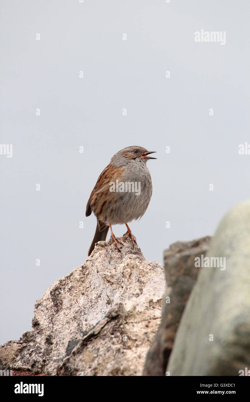 Prunella Modularis, bekannt als der Heckenbraunelle (Hedge Sparrow oder Hedge beobachtet oder Hedge-Grasmücke) im Lied. Stockfoto