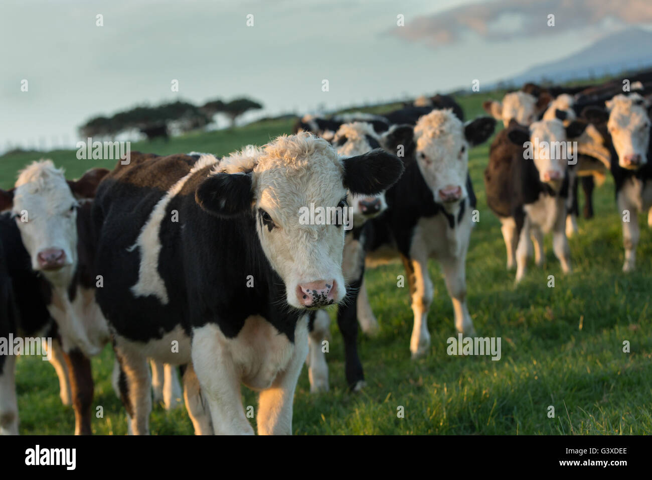Schwarz / weiß-Rinder am späten Nachmittag auf einer Farm in der Nähe von New Plymouth, Neuseeland Stockfoto