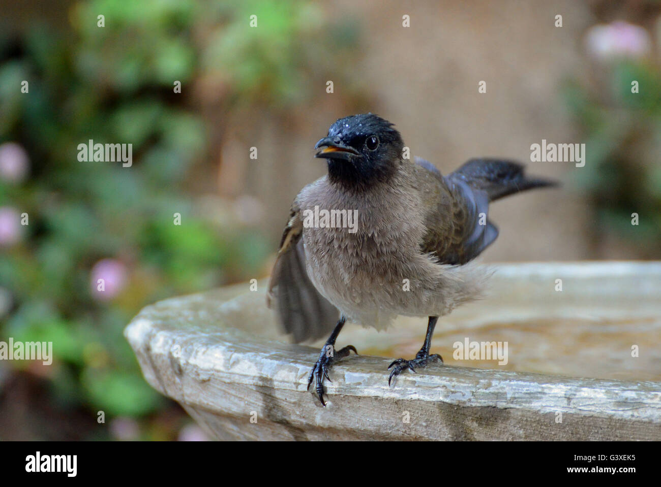 Eine sehr lautstarke Bulbul, genießen ein Bad in dem Vogelbad Stockfoto