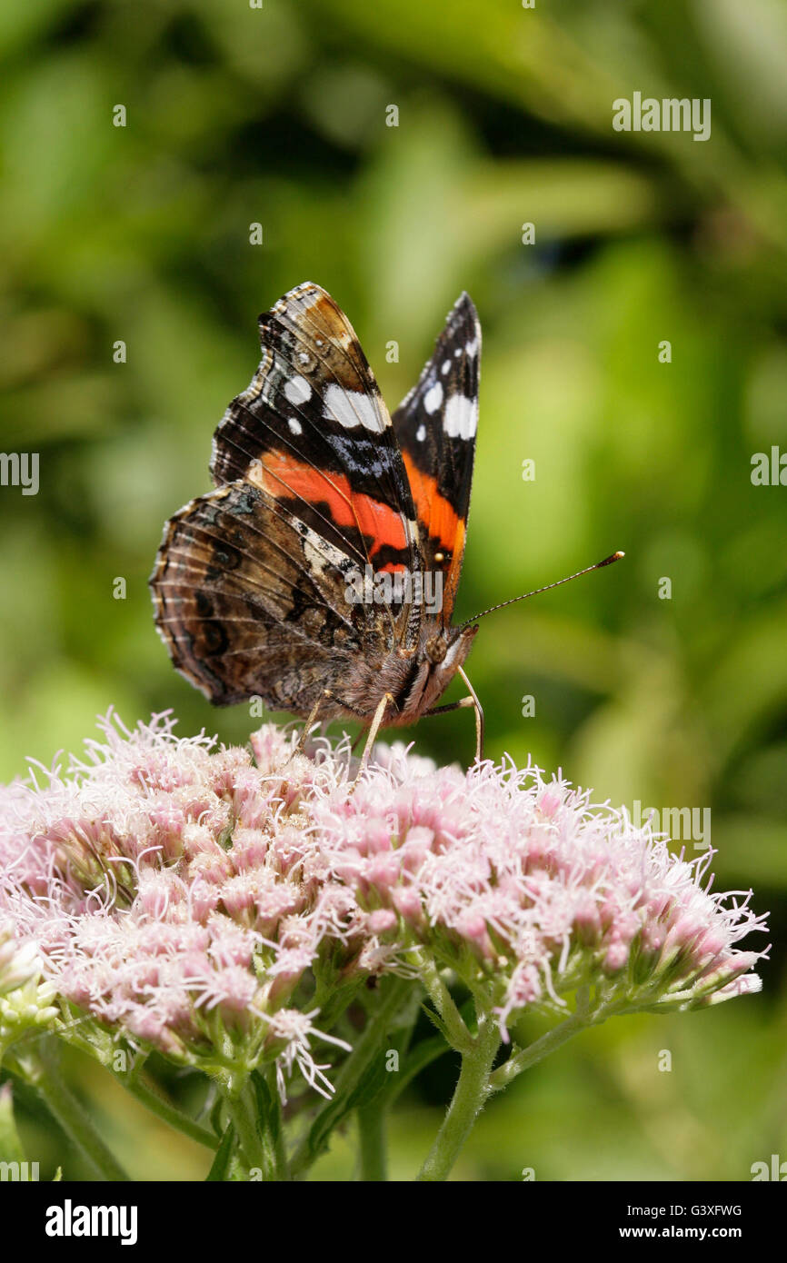 Red Admiral, Vanessa Atalanta, alleinstehende Erwachsene ernähren sich von Hemp Agrimony. August genommen. Minsmere, Suffolk, UK. Stockfoto
