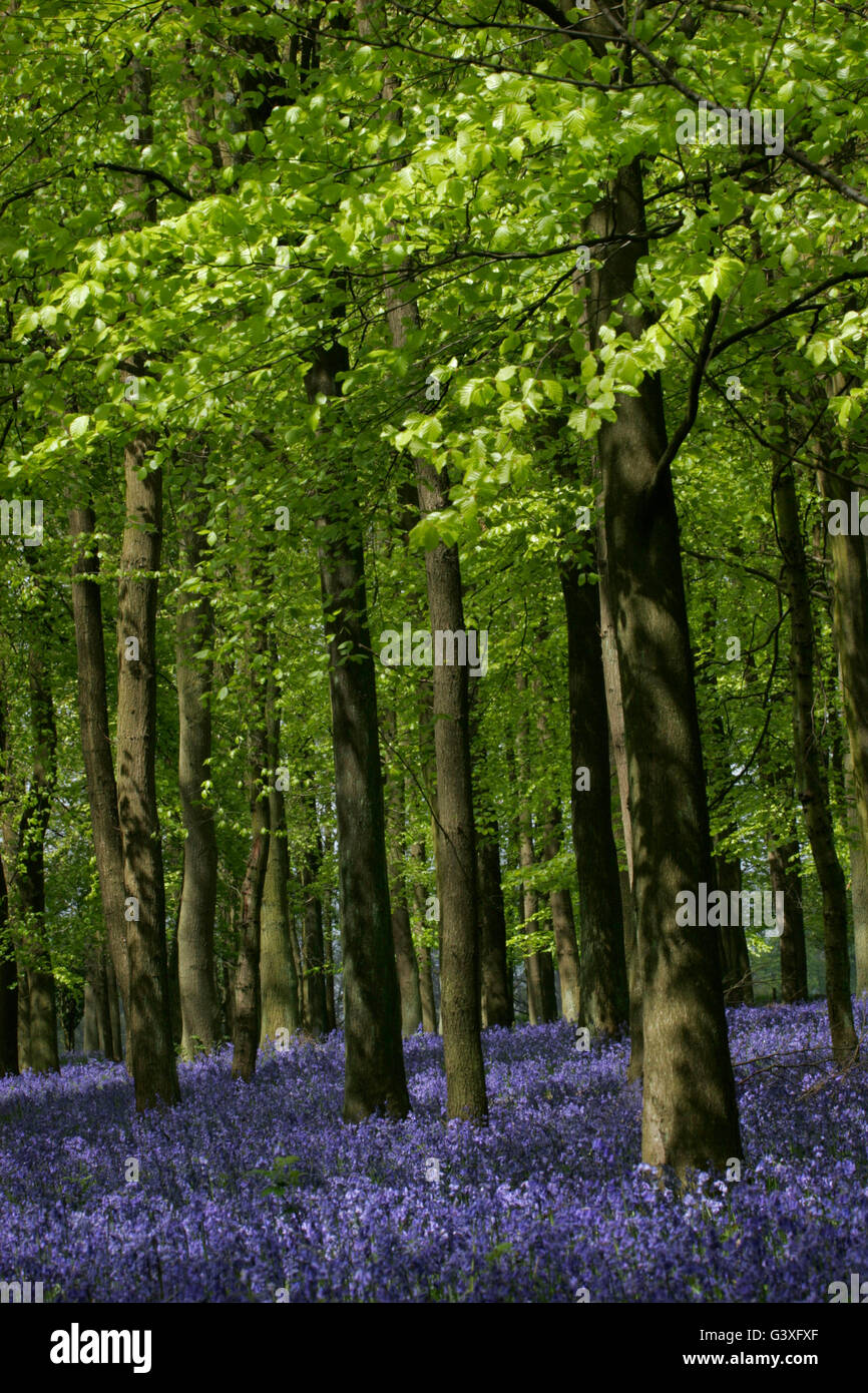 Glockenblumen, Endymion nicht-Scriptus, im Buche Wald. Mai, Hertfordshire, UK übernommen. Stockfoto