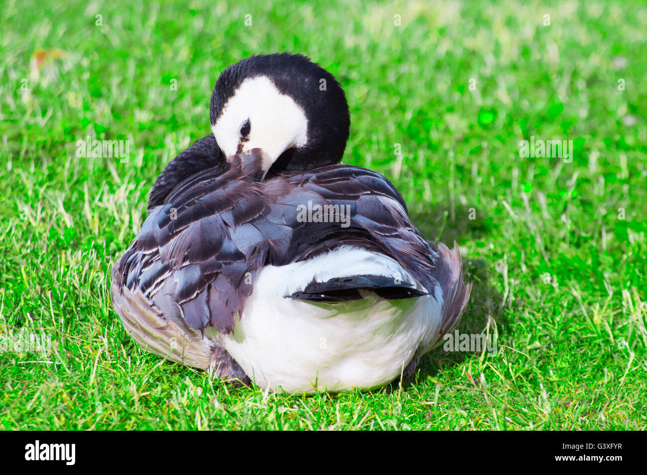 Nonnengans putzt ihre Federn Stockfoto