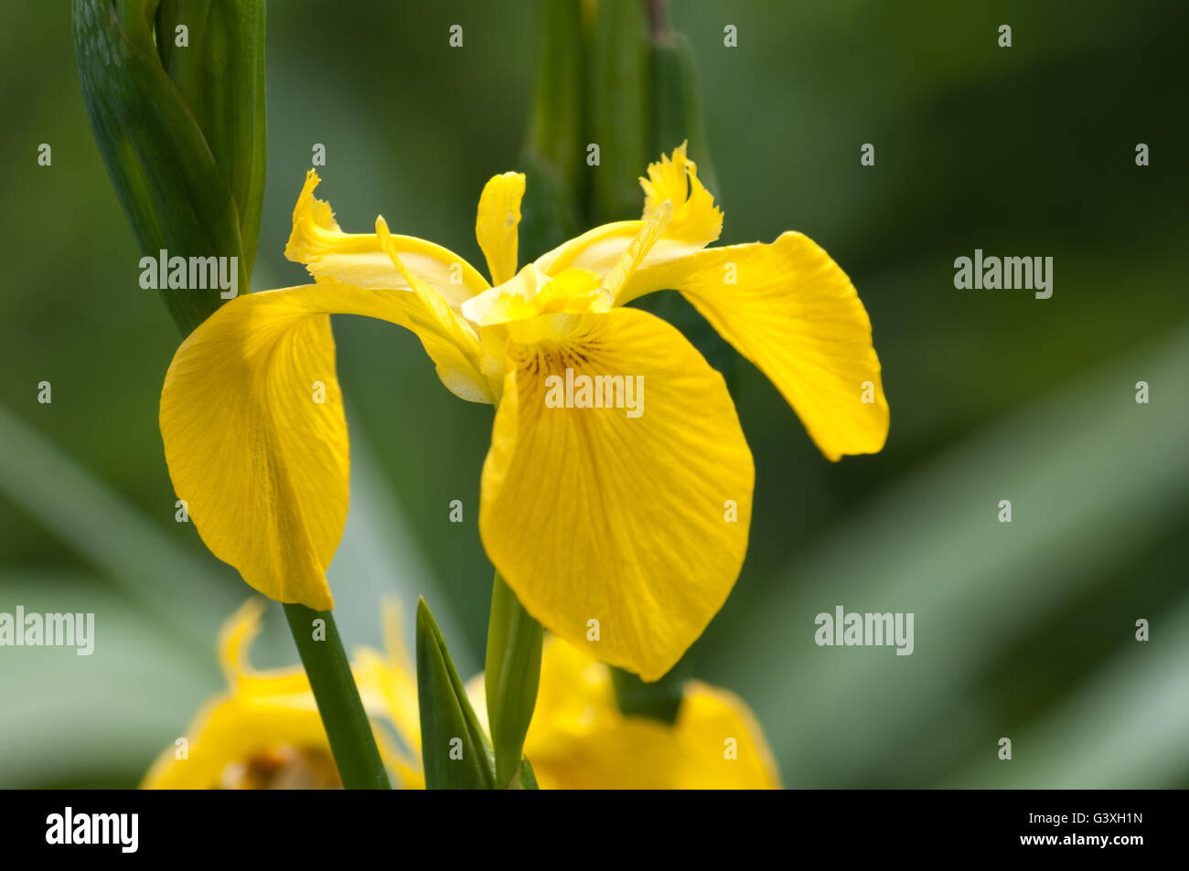 Iris Pseudacorus oder gelbe Flagge Iris, Europas wilde Iris von der Wasserseite. Stockfoto