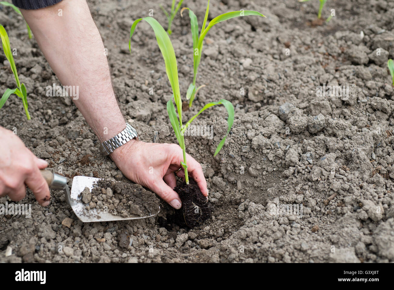 Mais (Zea Mays) "Nördlichen Extra Sweet" Pflanzen auf einer Zuteilung auspflanzen. Stockfoto