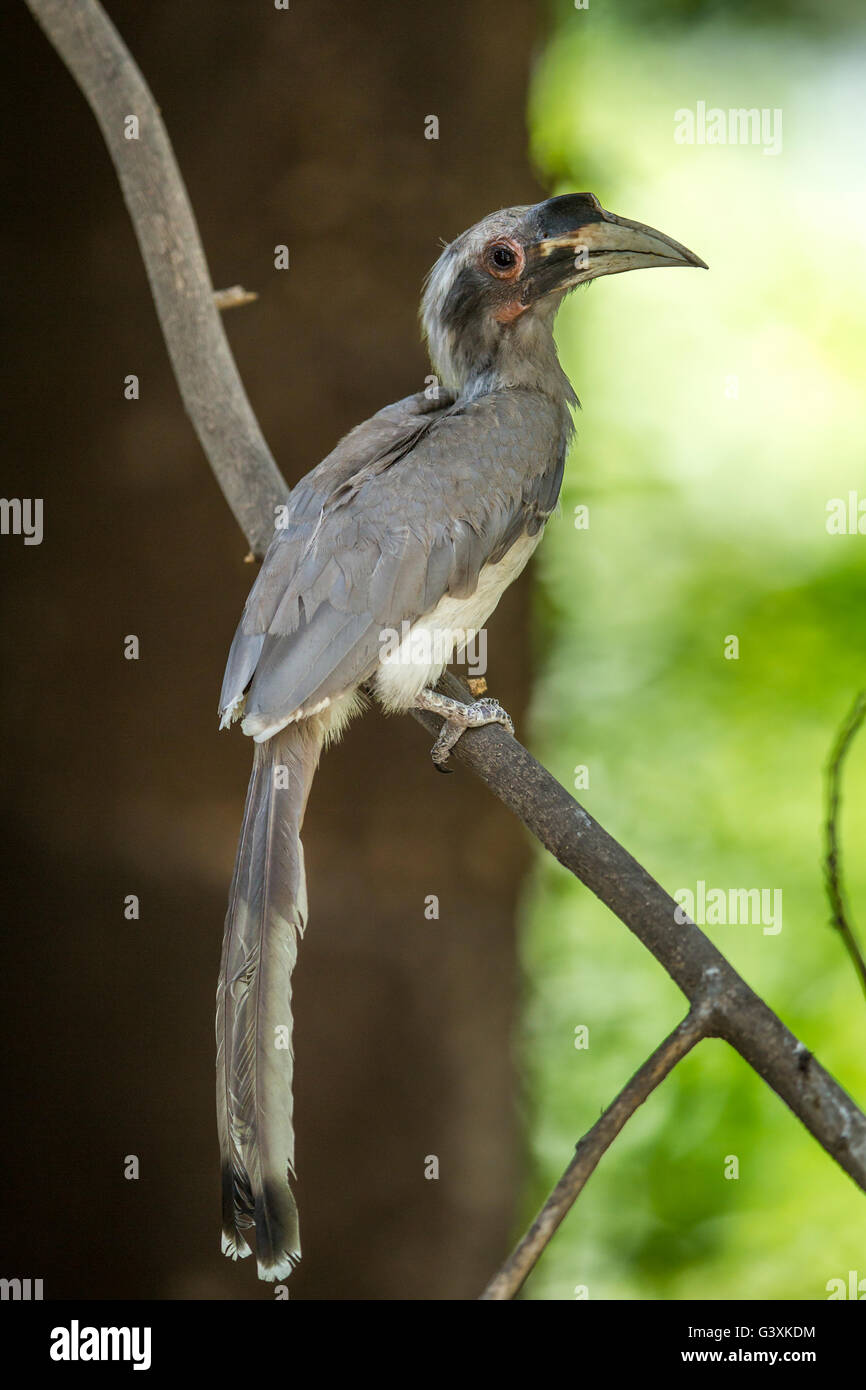 Graues Hornbill thront auf einem Ast. Stockfoto