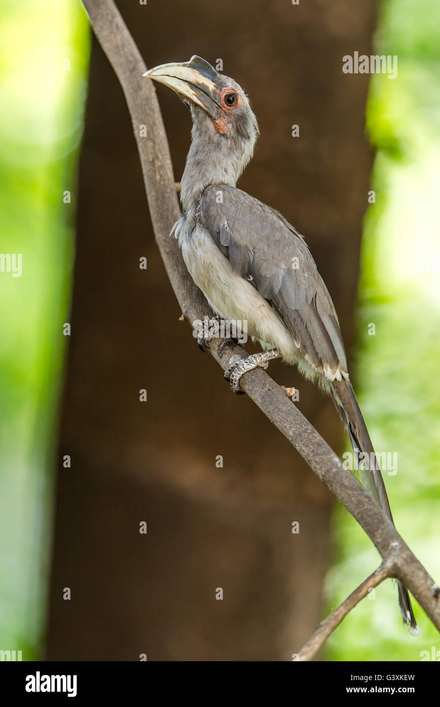 Graues Hornbill thront auf einem Ast. Stockfoto