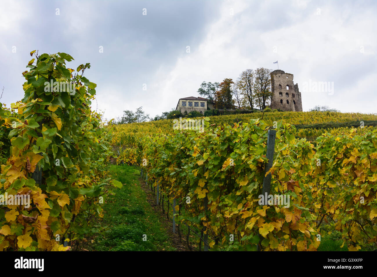 Strahlenburg Burg und Weinberge, Schriesheim, Kurpfalz, Baden-Württemberg, Deutschland Stockfoto