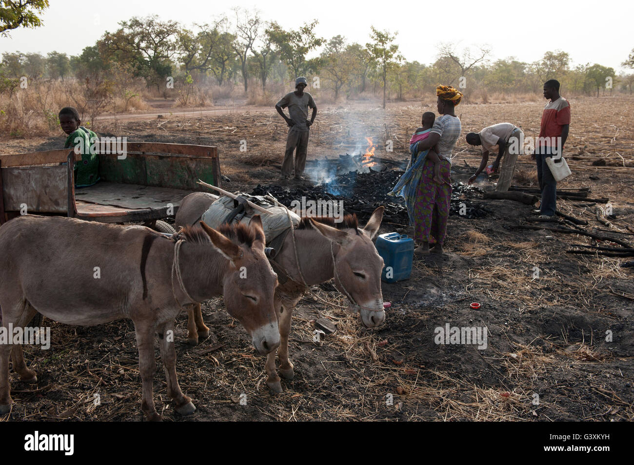 MALI, Sahelzone, über die Produktion von Kohle von Bush Holz ist eine Umweltverträglichkeitsprüfung für dieses trockene Region, Holzkohle zum Kochen Energie verwendet wird. Stockfoto