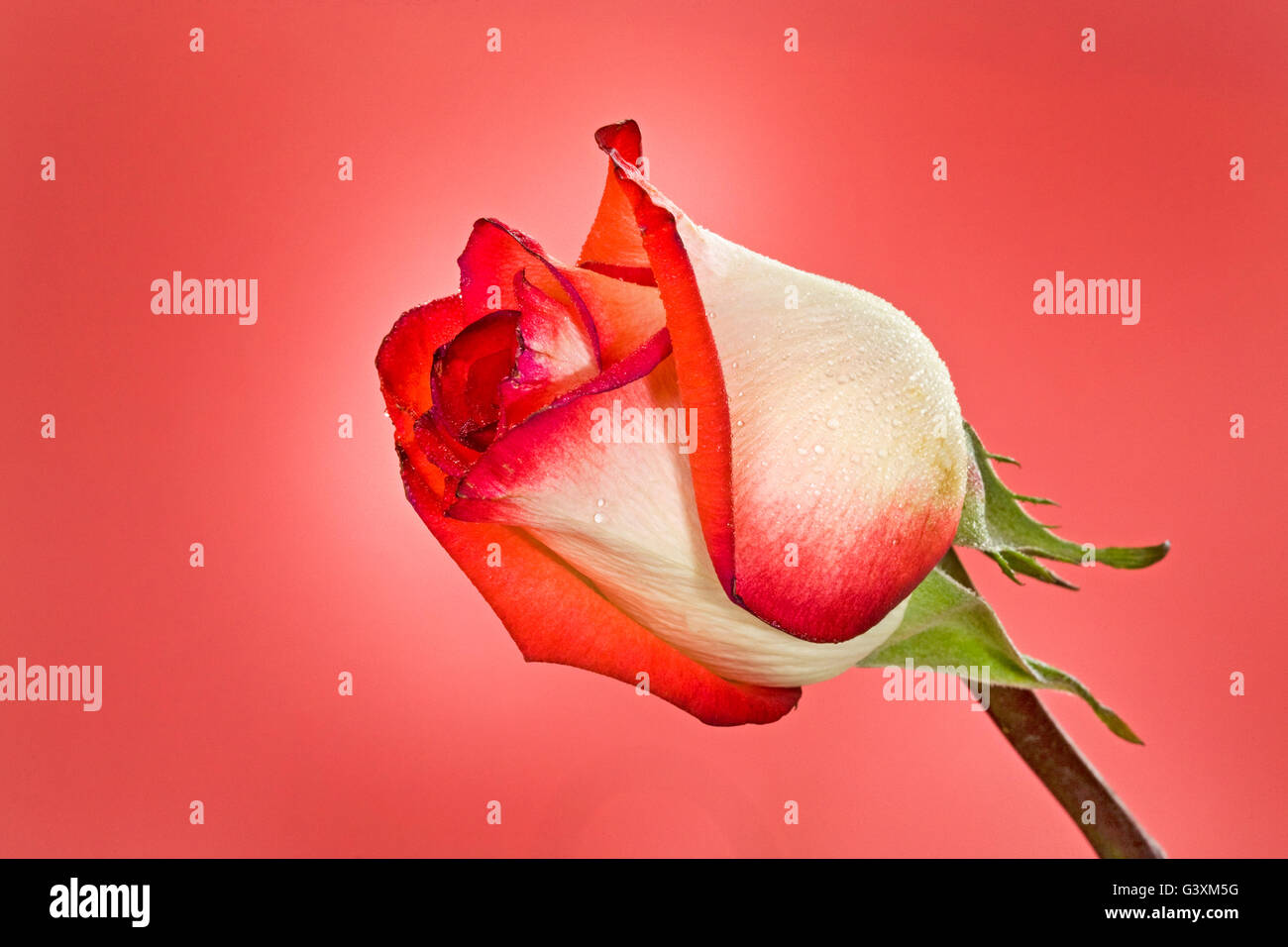Porträt einer rosa rose Knospe Stockfoto