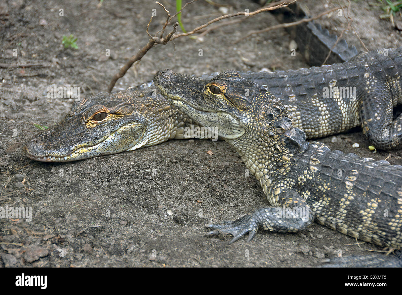 Paar Alligatoren im Dreck. Stockfoto