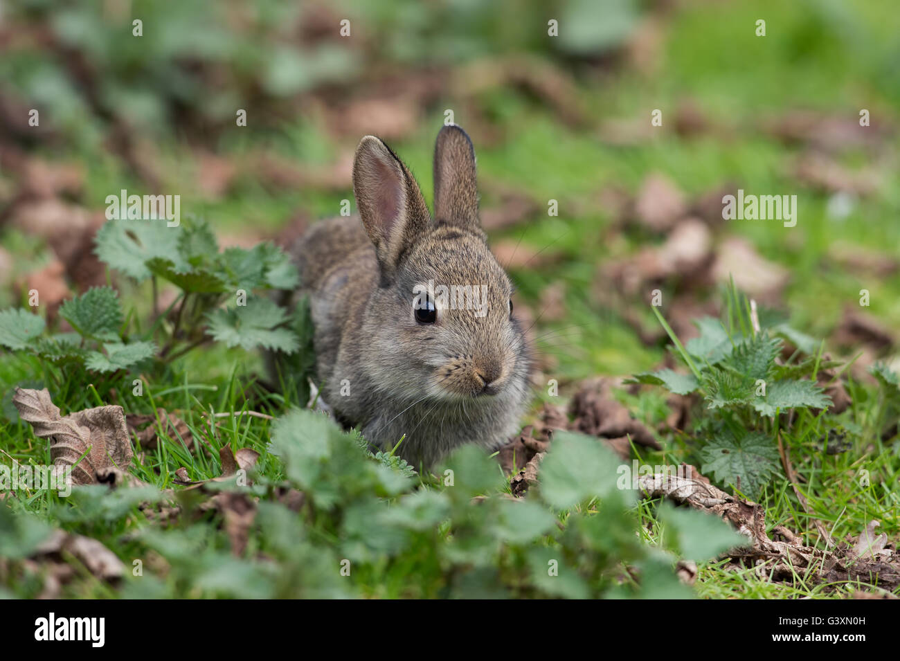 Gemeinsamen Wildkaninchen (Oryctolagus Cuniculus) Stockfoto