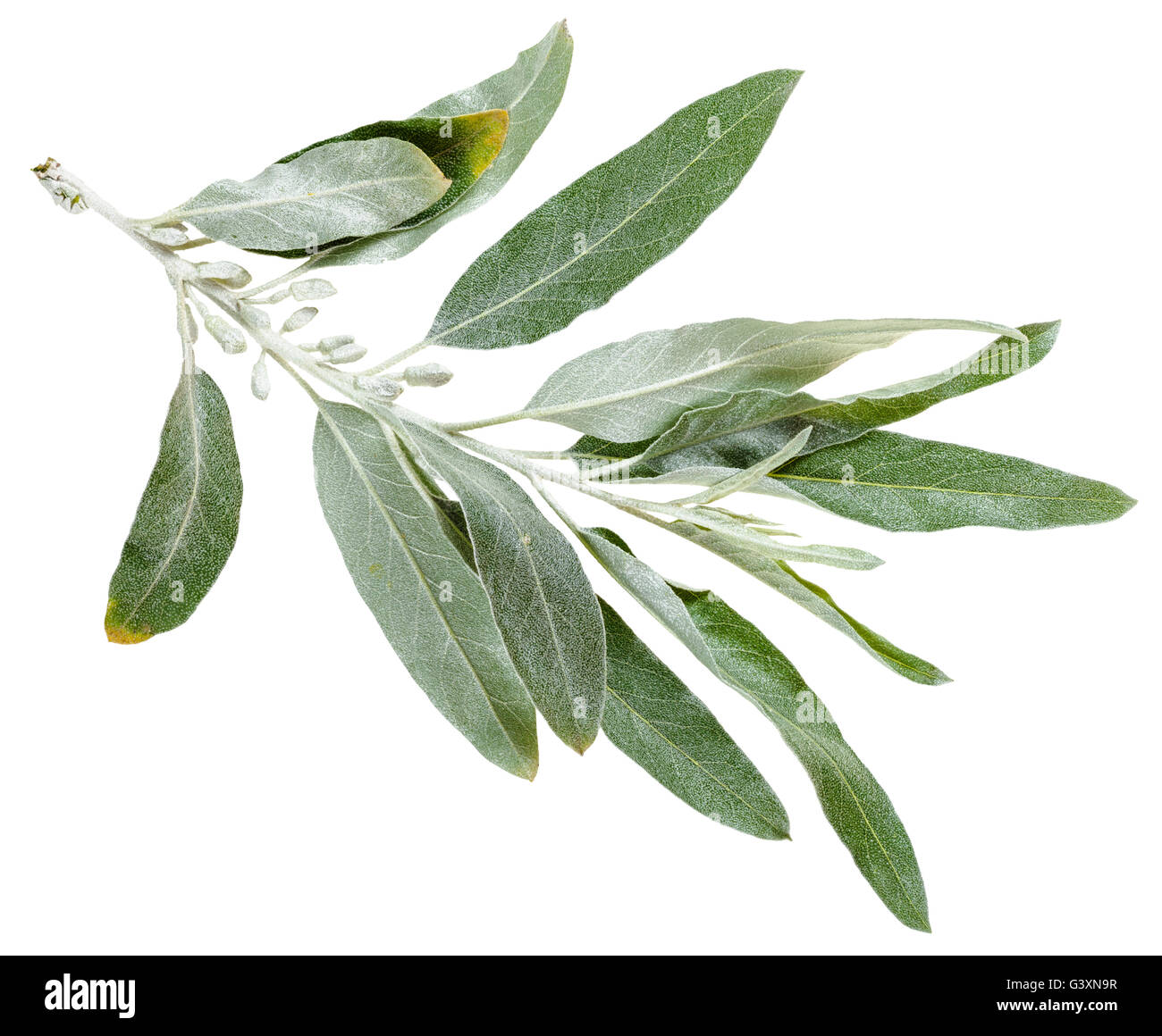 Zweig mit silbernen Blättern Senjed (Elaeagnus Angustifolia, Silverberry, Ölweiden Elaeagnus) isoliert auf weißem Hintergrund Stockfoto