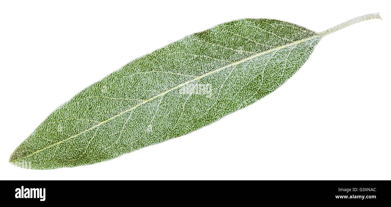 Blattsilber von Elaeagnus Angustifolia (Silverberry, Ölweiden, Elaeagnus) isoliert auf weißem Hintergrund Stockfoto