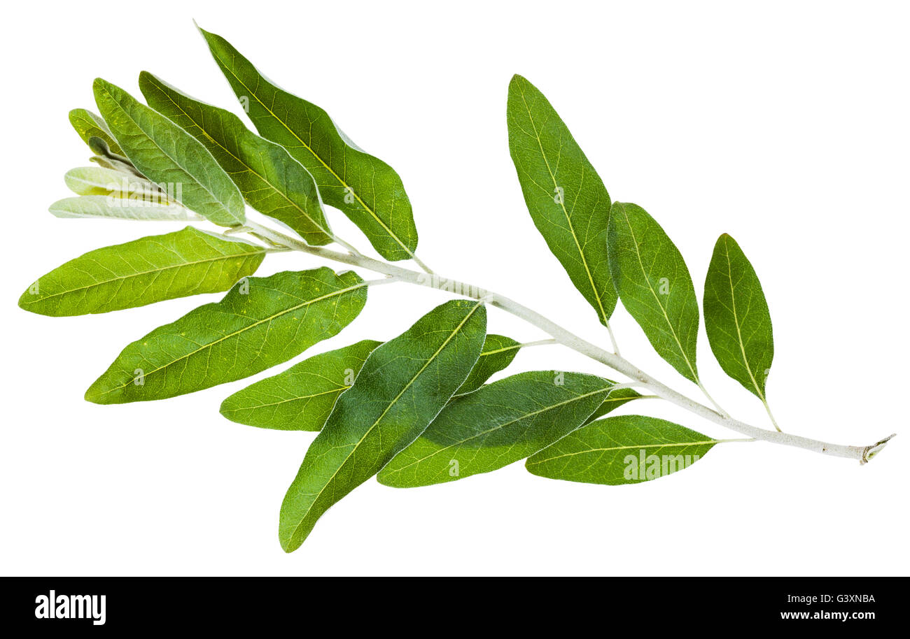 Zweig mit Blättern von Senjed (Elaeagnus Angustifolia, Silverberry, Ölweiden Elaeagnus) isoliert auf weißem Hintergrund Stockfoto