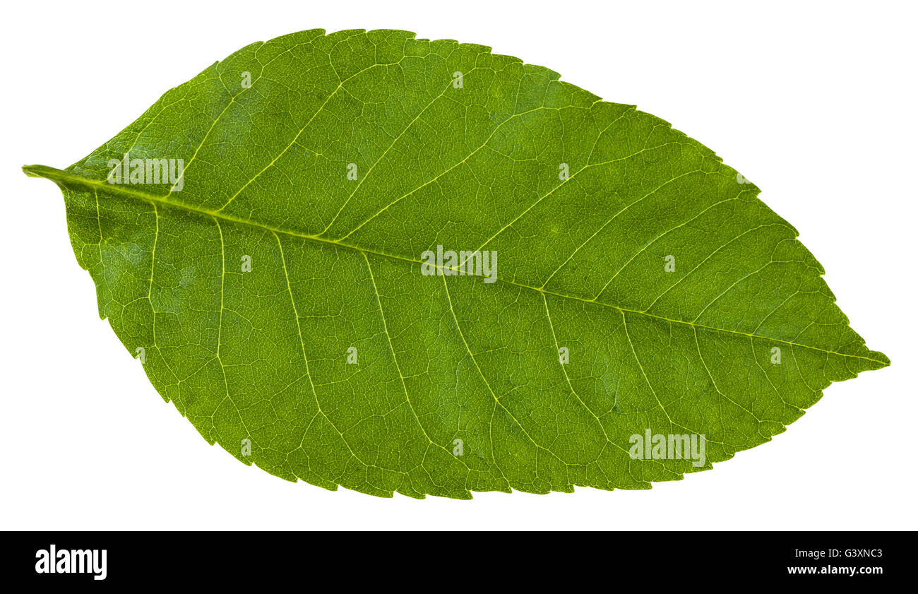 grünes Blatt von Fraxinus Ornus Baum (Manna-Esche, südeuropäischen blühende Asche) isoliert auf weißem Hintergrund Stockfoto
