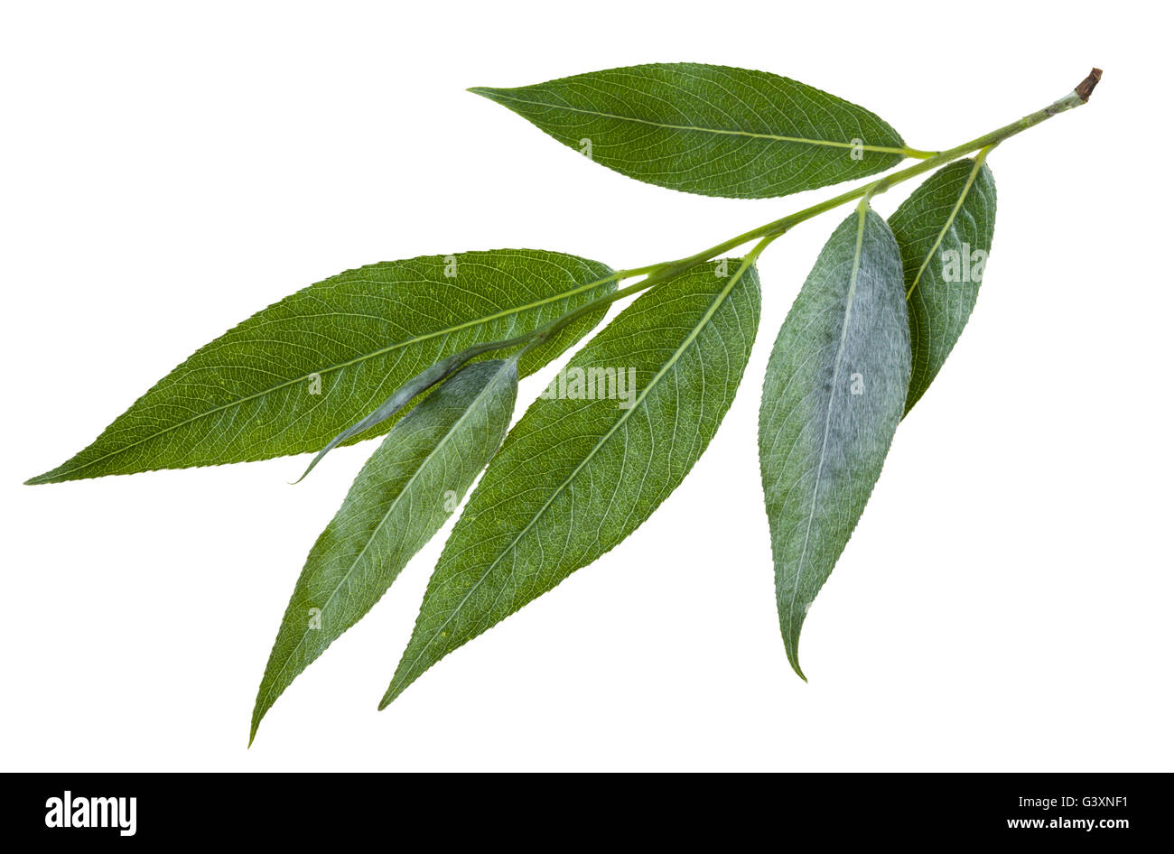 Zweig mit Blättern der Weide (Salix Acutifolia, scharf-Blatt Weide) isoliert auf weißem Hintergrund Stockfoto
