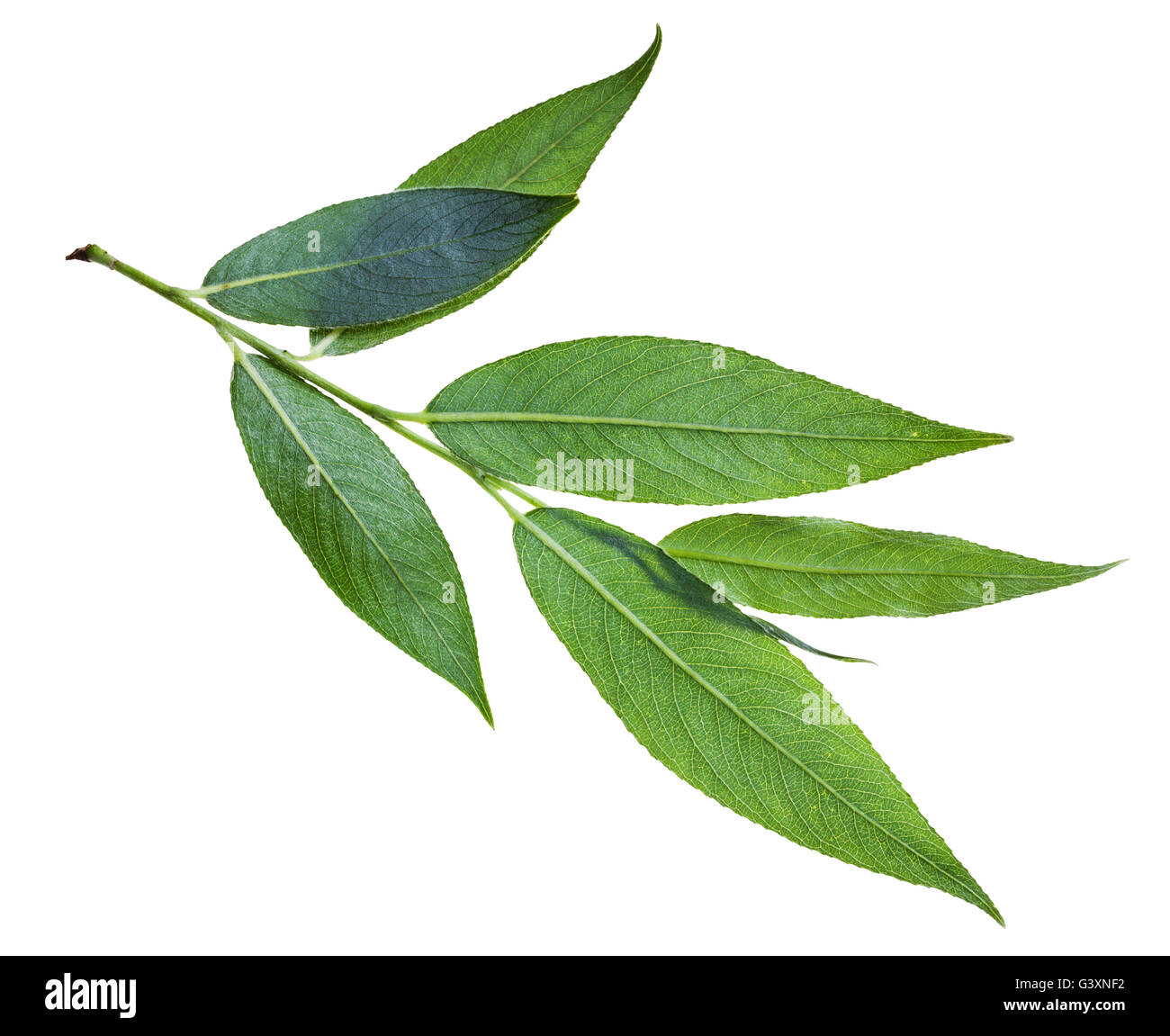 Zweig mit grünen Blatt (Rückseite) der Weide (Salix Acutifolia, scharf-Blatt Weide) isoliert auf weißem Hintergrund Stockfoto