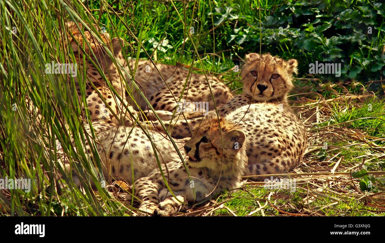 Familie von jungen Geparden Chillen in der Sonne Stockfoto