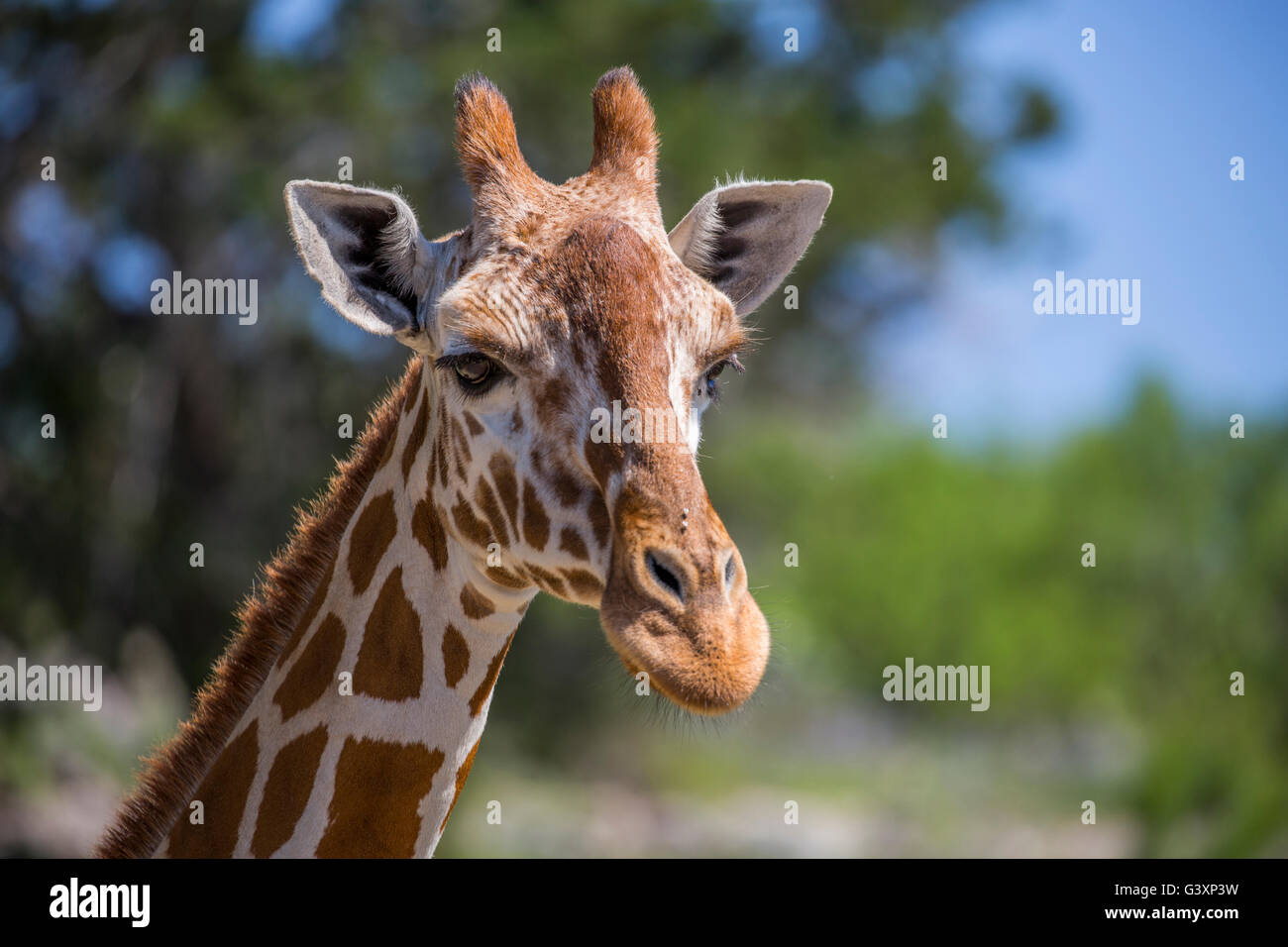 Giraffe-Porträt Stockfoto