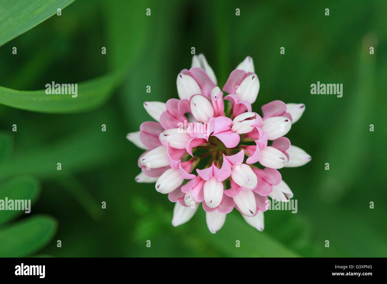 Blume Nahaufnahme von Crown Vetch (Securigera Varia) Stockfoto