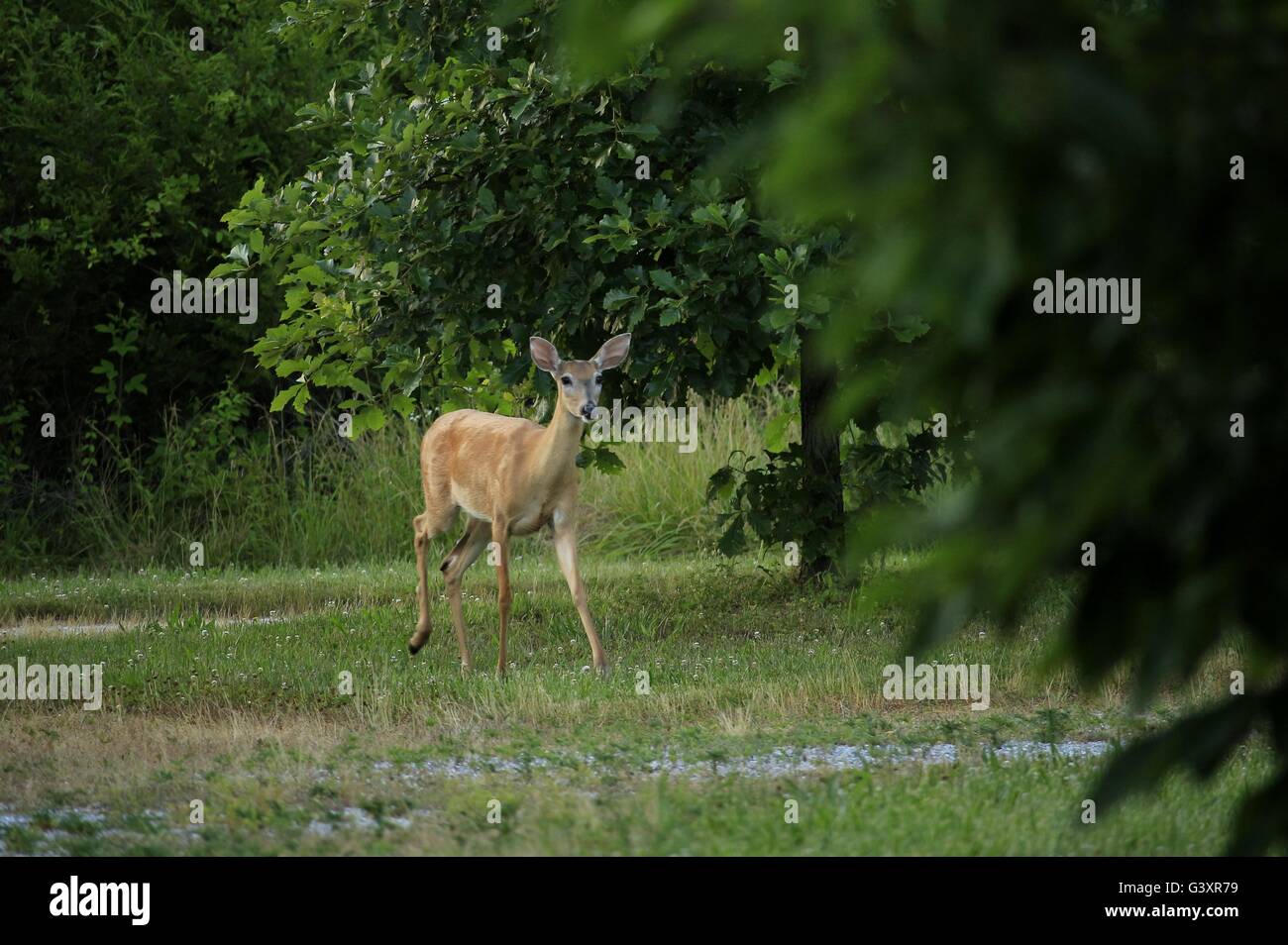 Whitetail Deer kommen aus dem Wald Stockfoto