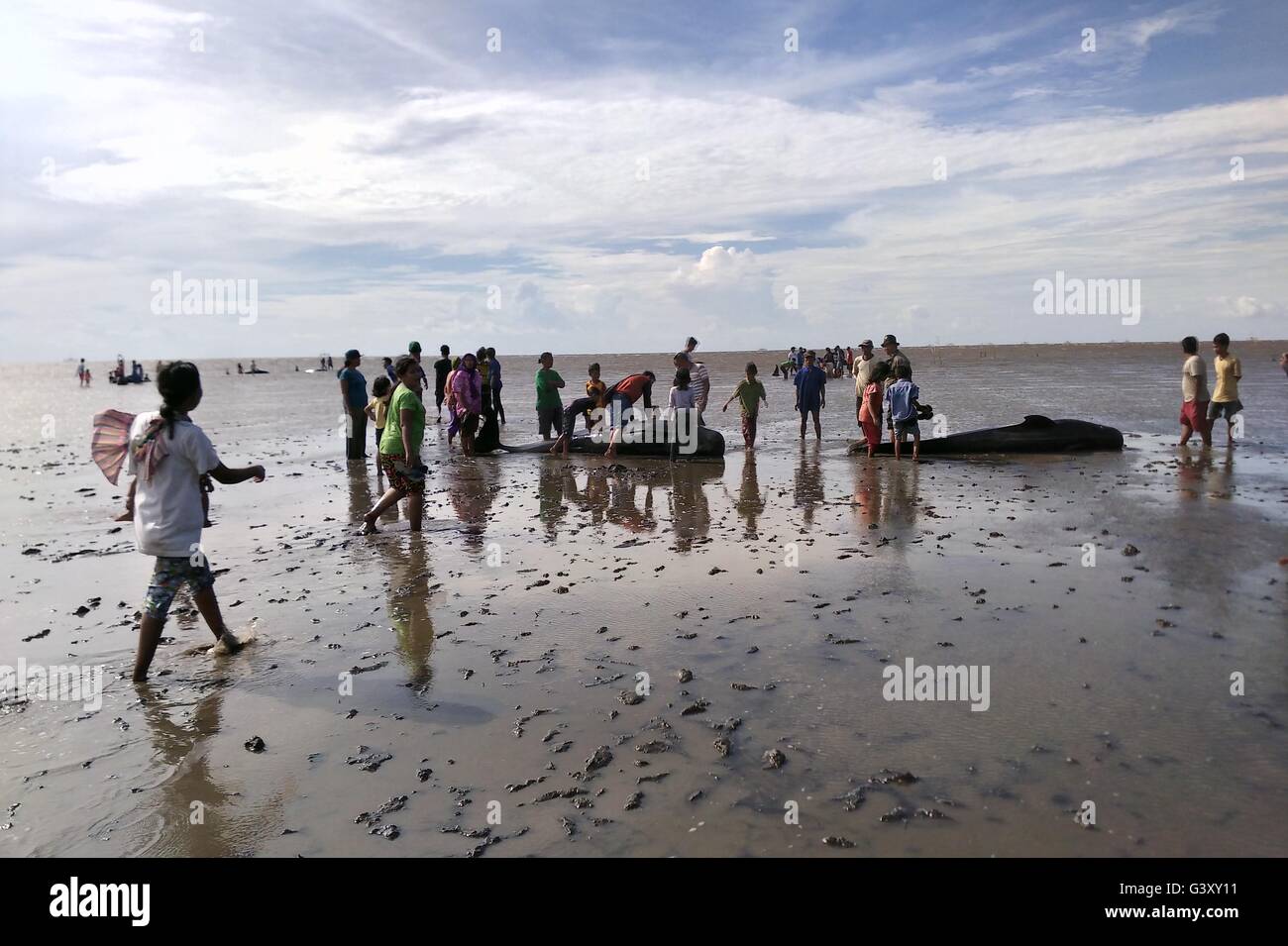 Probolinggo, Ost-Java, Indonesien. 15. Juni 2016. PROBOLINGGO, Ost-JAVA, Indonesien - 15.Juni: Bewohner versuchen nach der kurzen finned Pilotwal (G. Macrorhynchus) gestrandet am Utara Beach in Pesisir Dorf am 15. Juni 2016 in Probolinggo Regentschaft, Provinz Ost-Java, Indonesia.A insgesamt 29 Grindwale gestrandet am Mittwochnachmittag ins Meer zurück. Basierend auf den Informationen zu lokalen Fischern, erschien die Grindwale in den Gewässern rund um 12:00 Indonesien Zeiten. Bildnachweis: ZUMA Press, Inc./Alamy Live-Nachrichten Stockfoto