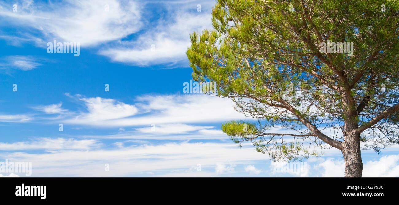 Kiefer (Pinus Canariensis) gegen blauen Himmel Stockfoto