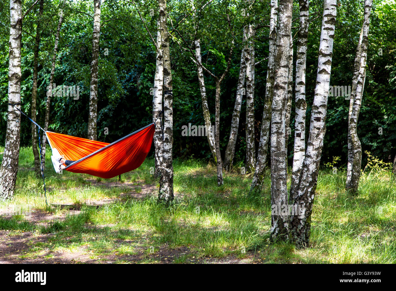 Eine rote Hängematte hängt zwischen Birken in einem kleinen Wald, Stockfoto