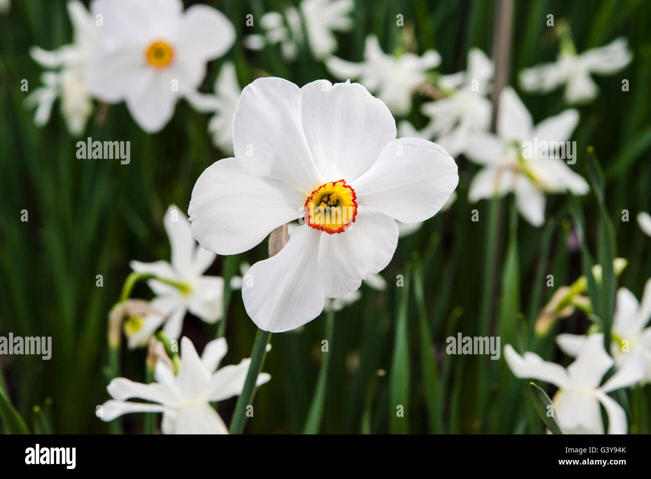 Amaryllisgewächse Narcissus. Weiße Narzisse hautnah Stockfoto