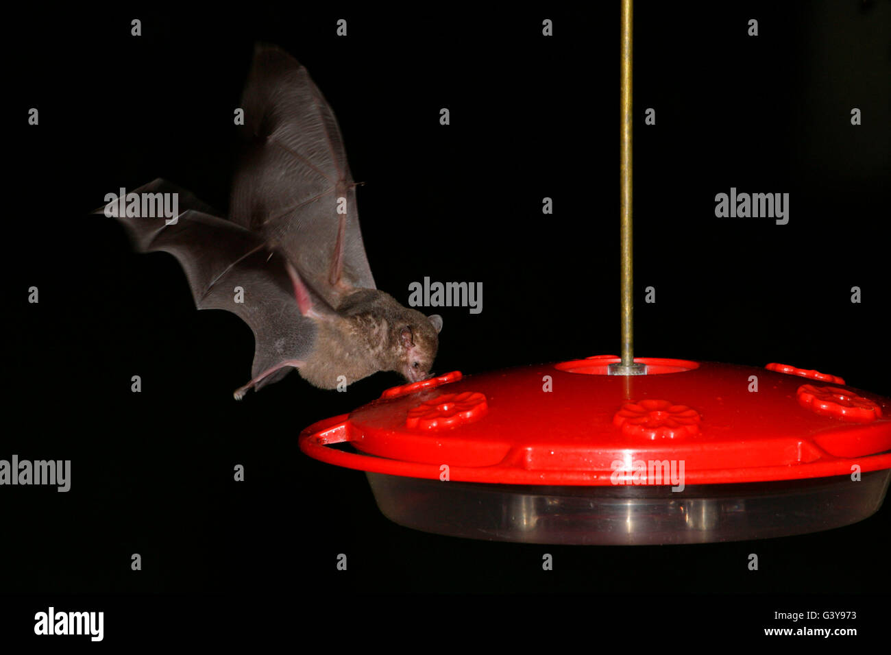 Gemeinsamen lang genutet Bat, Glossophaga Soricina, alleinstehenden, die Fütterung von Hummingbird Feeder in der Nacht. Atlantischer Regenwald Brasilien Stockfoto