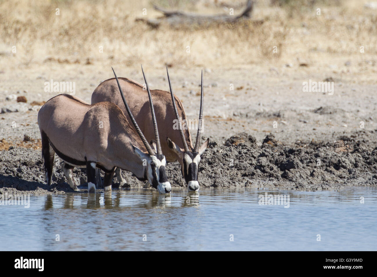 Oryxes (Oryx Gazella) trinken, Etosha Nationalpark, Namibia, Afrika Stockfoto