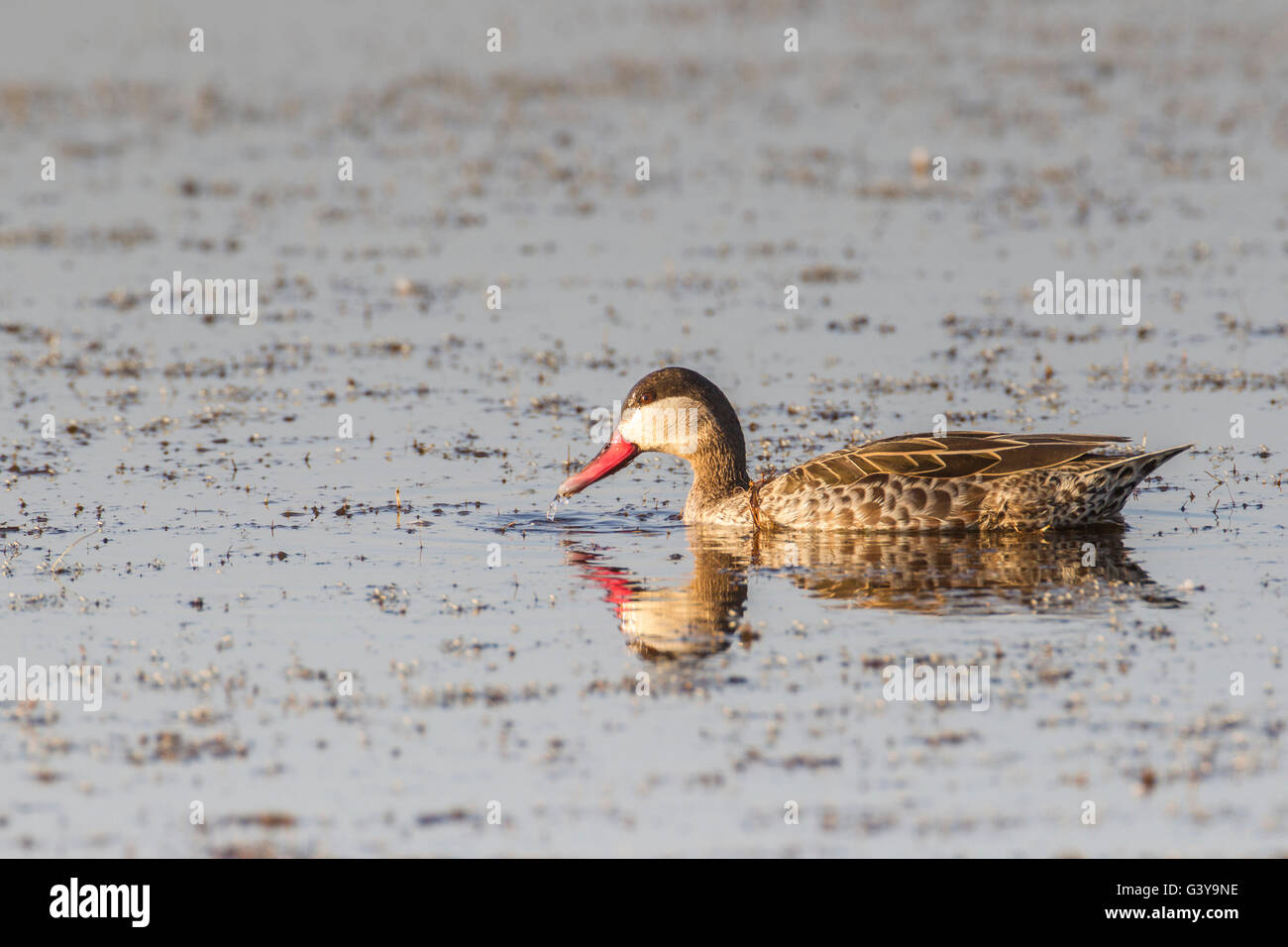 Rot-billed Krickente (Anas Erythrorhyncha), Etosha Nationalpark, Namibia, Afrika Stockfoto