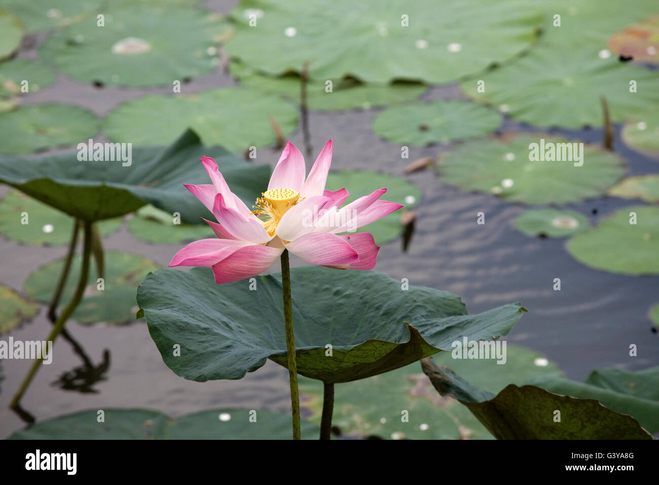 Lotus flower nelumbo sp Fotos und Bildmaterial in hoher Auflösung Alamy
