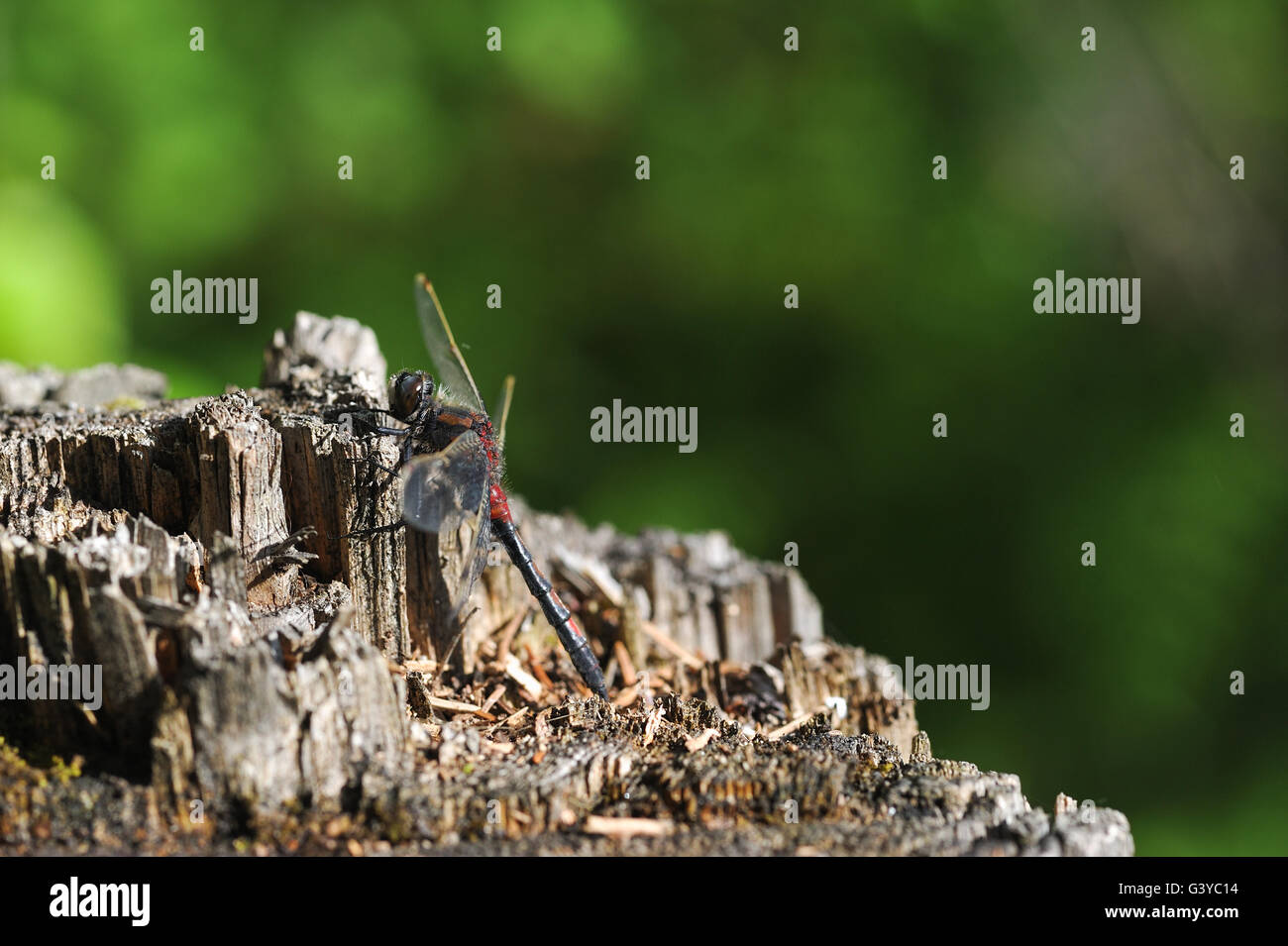 Nahaufnahme von Libelle Stockfoto