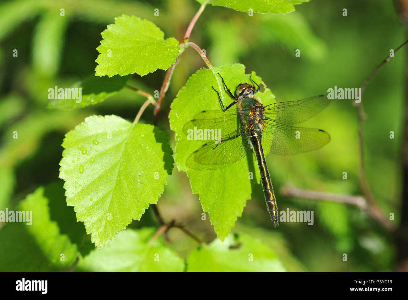 Nahaufnahme von Libelle Stockfoto