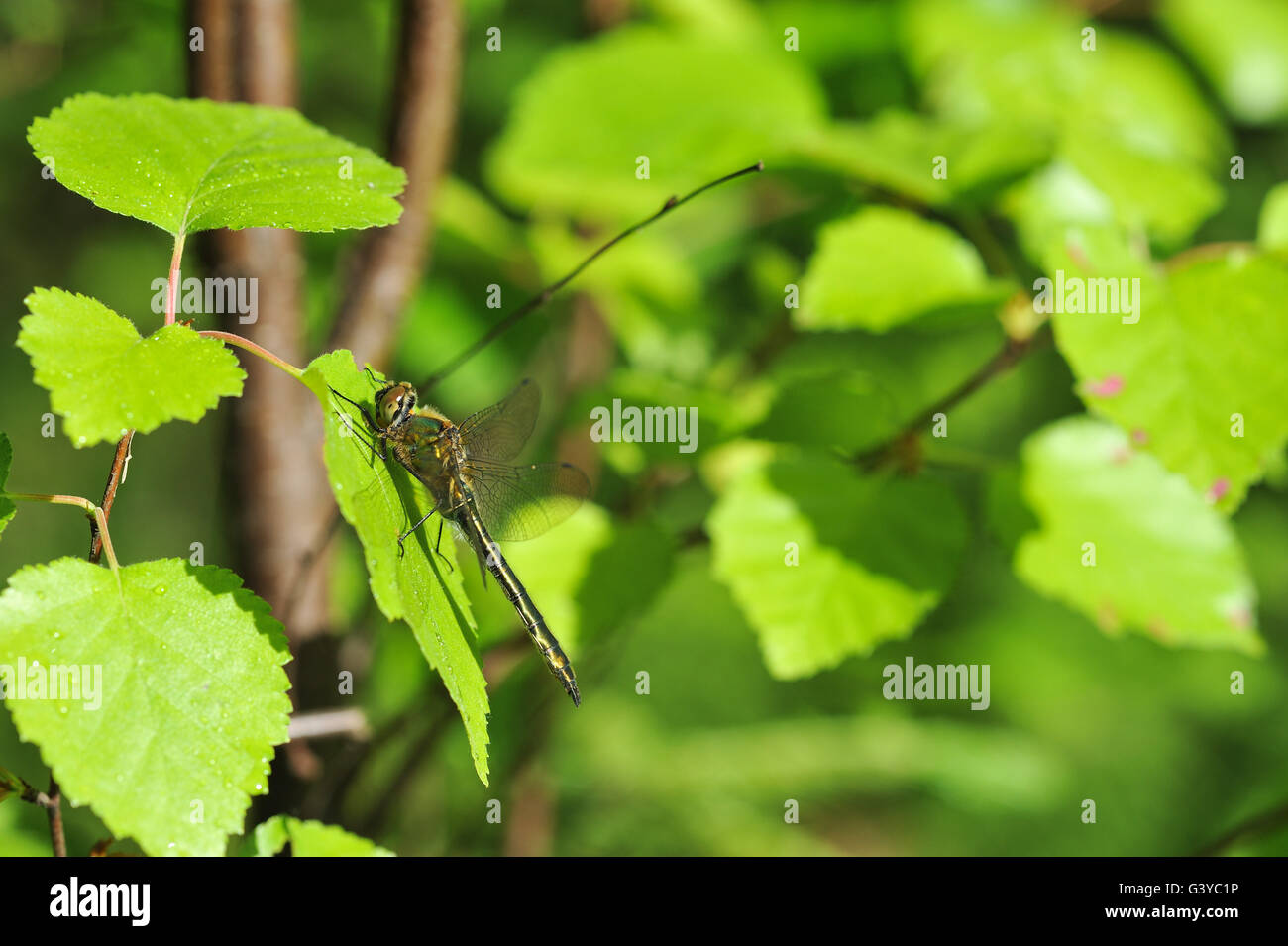 Nahaufnahme von Libelle Stockfoto