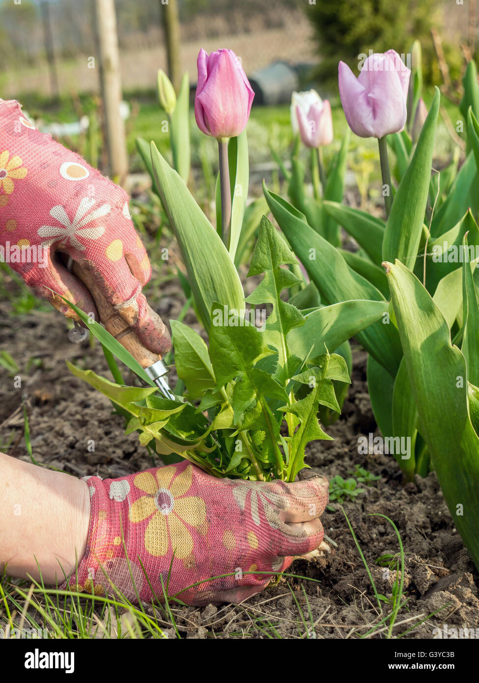 Nahaufnahme des weiblichen Gärtner Ausmerzung Blumenbeet Stockfoto