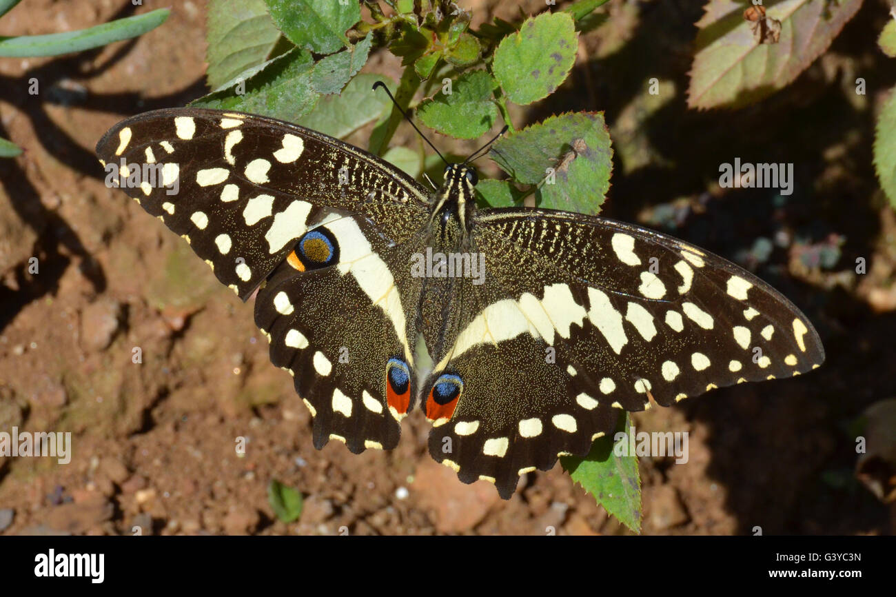 Zitrus Schwalbenschwanz Schmetterling Stockfoto