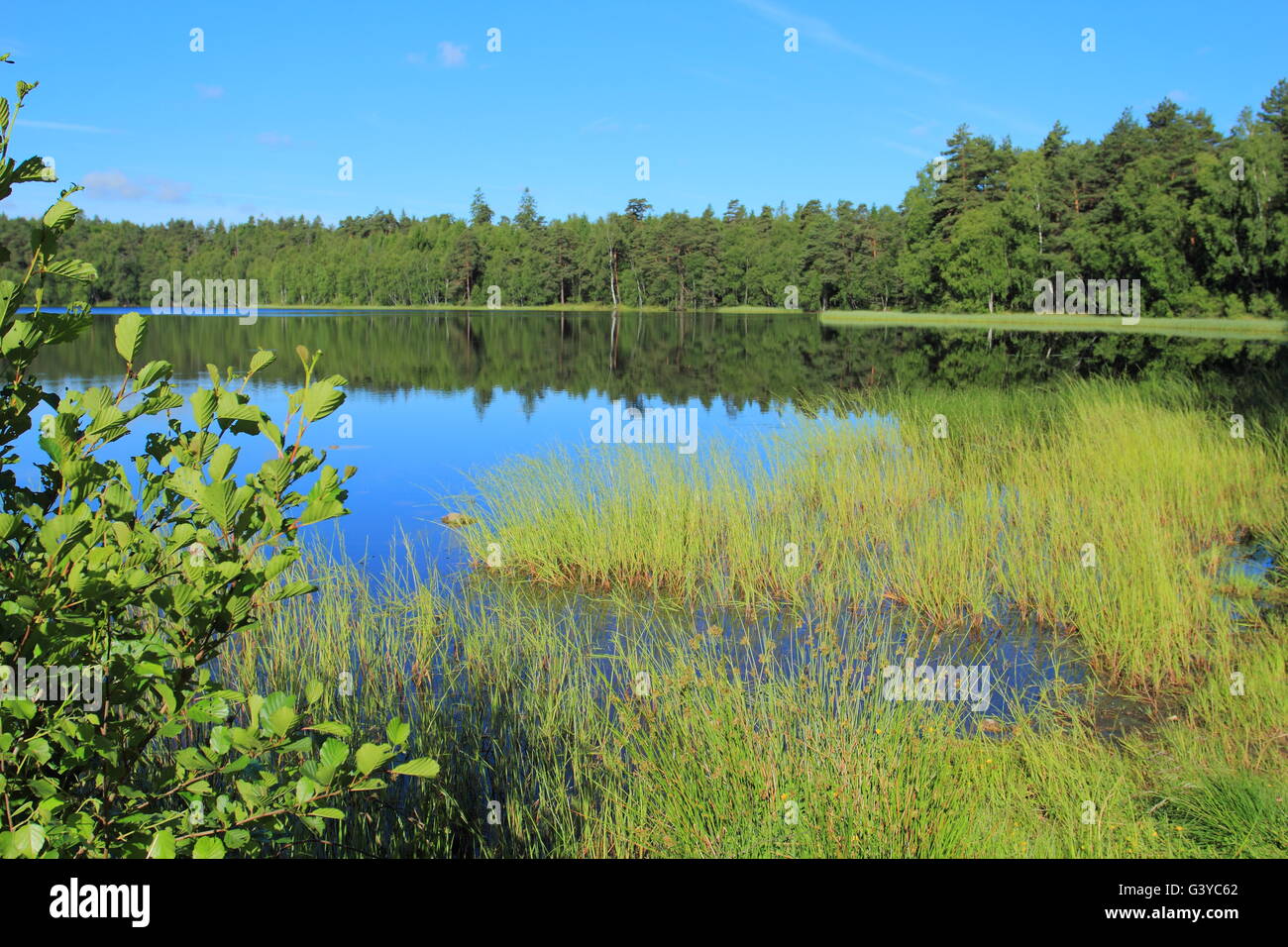 Kleine Lobelian-See im Wald, kaschubische Region, Polen Stockfoto